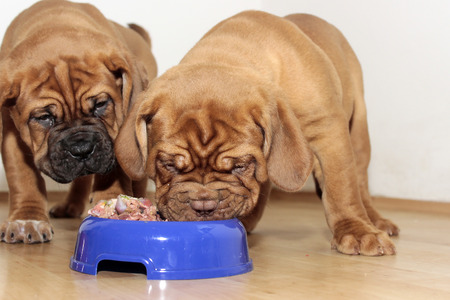 Puppies Dogue de Bordeaux - Raw food meatの写真素材