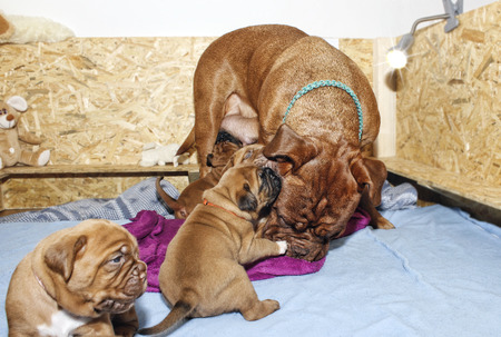 Dogue de Bordeaux - Very little puppy - Age 23 Daysの写真素材