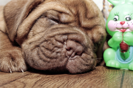 Dogue de Bordeaux small puppy - Black or red maskの写真素材