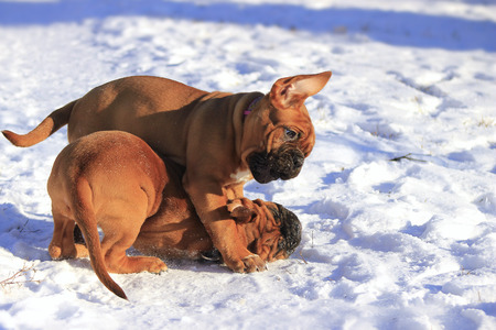 Dogue de Bordeaux - Puppy - Winter Snow gamesの写真素材