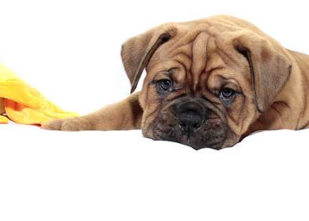 Dogue de Bordeaux - Puppy - Rare Black Mask - White backgroundの写真素材