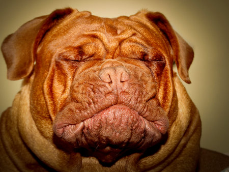 Dogue de Bordeaux female - Portrait head - Nice representative of the breedの写真素材