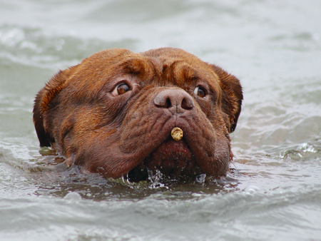 Bordeaux Dogs - French mastiff - Swimming in the lakeの写真素材