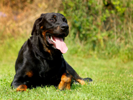 Big Dog Beauceron - Beautiful breed representativeの写真素材