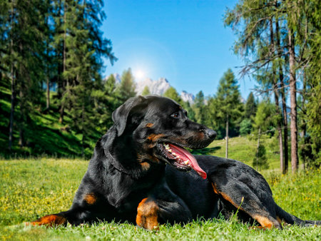 Big Dog Beauceron - Beautiful breed representativeの写真素材