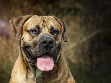 Boerboel - Head portrait - South African bulldogの写真素材