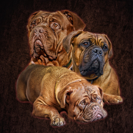 French Mastiff Dogue de Bordeaux - Big Dogの写真素材