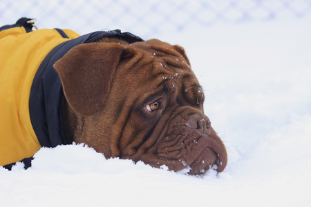 French Mastiff Dogue de Bordeaux - Big Dogの写真素材