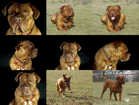 French mastiff - Dogue de bordeaux - Mix photos - a Set of more photosの写真素材
