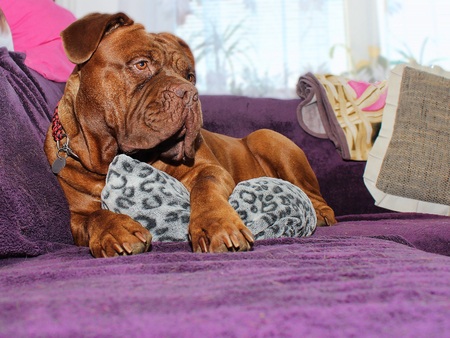 Big dog - French mastiff - Dogue de Bordeaux - Show moloss の写真素材