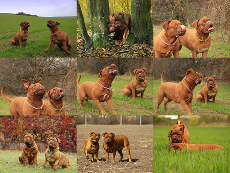 Big dog - French mastiff - Dogue de Bordeaux - Show molossの写真素材