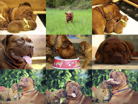 Big dog - French mastiff - Dogue de Bordeaux - Show molossの写真素材