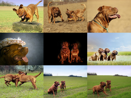 Big dog - French mastiff - Dogue de Bordeaux - Show moloss の写真素材