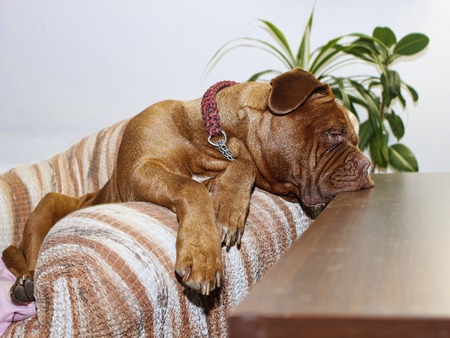 Beautiful Big Dog - Dogue de Bordeaux - French Mastiff - Set of photosの写真素材