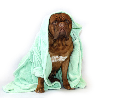 Beautiful Big Dog - Dogue de Bordeaux - French Mastiff - Set of photosの写真素材