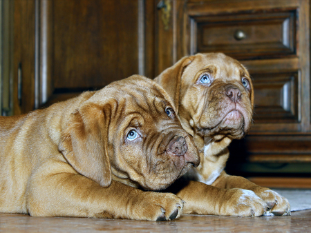 Bordeaux Dog Puppy - French Mastiff - Eight Weeks - Funnyの写真素材