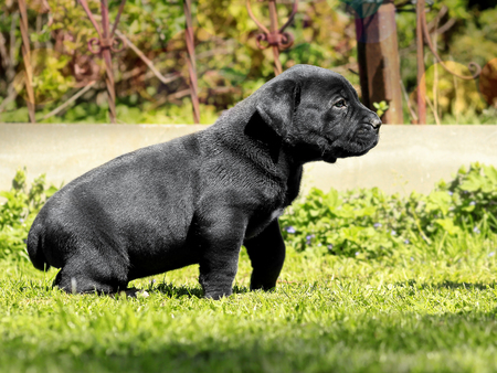 Black puppy - South African BoerBoel - Rare black colorの写真素材