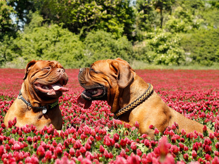 French mastiff - Bordeaux dog - On a meadow of clover blossoms