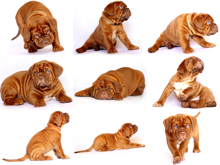 Bordeaux Dog Puppy - French Mastiff - Photo Collection - Set of photosの写真素材