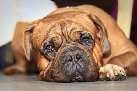 Big dog. Dogue de Bordeaux. French Mastiff. Red or black mask.の写真素材