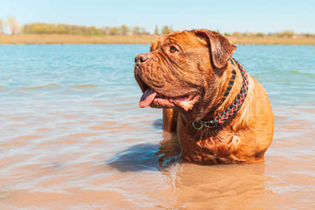 Big dog. French Mastiff in the water. Summer and swimmingの写真素材