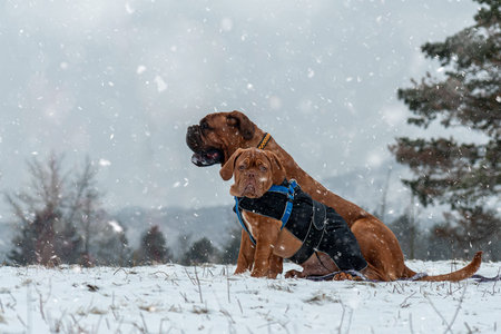 french Mastiff. Bordeaux dog. Big dog playg. Winter and snow.