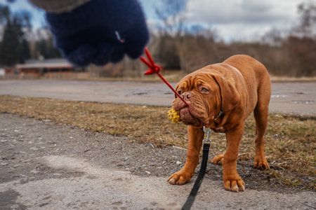 French Mastiff puppy. Five months. Portraitの写真素材
