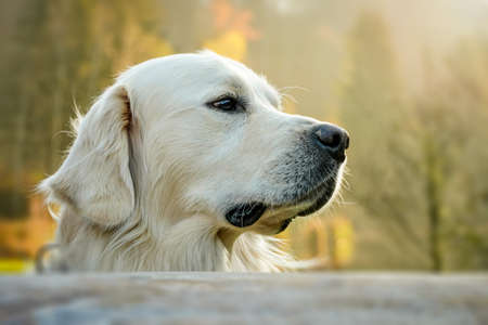 French Mastiff puppy. Five months. Portraitの写真素材