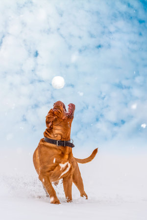 Big dog Bordeaux Great Dane catches a flying snowballの写真素材