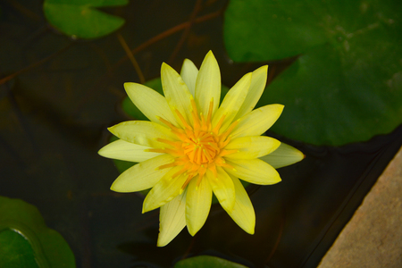 Yellow Water Lily (Lotus)の写真素材