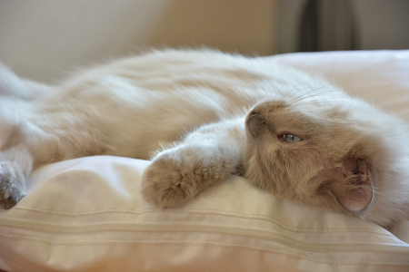 Blue eye cat on bed.sleeping on ambient light.の写真素材