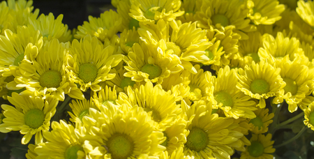 Background of Yellow Flowers.Chrysanthemum flowers, the texture and the background.の写真素材