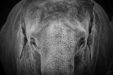 Portrait of elephantの写真素材