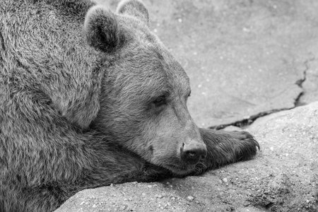 Bored bearの写真素材
