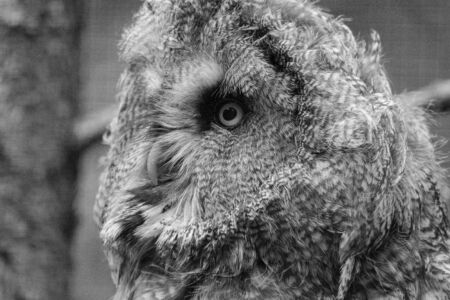 Owl observationの写真素材