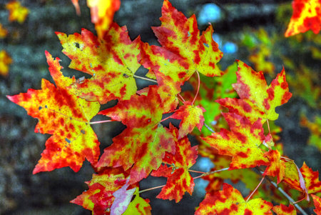 Fall Leaves