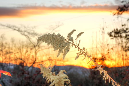 FALL WEEDSの写真素材