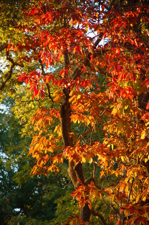 AUTUMN LEAVES IN THE SUNSHINEの写真素材