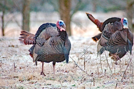Turkey on a frosty morning