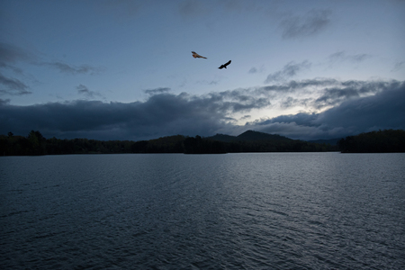 birds at the skyの写真素材