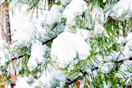 snow hanging on pine tree limb