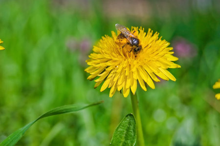 Closeup of diligent Bee on yellow Dandelion.