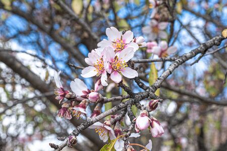 Picturesque view of the almond blossom.の写真素材