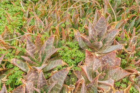 Mediterranean flora near to coast next to "Torre Vigia Las Palomas" in Málaga. Costa del Sol. Spain.の写真素材