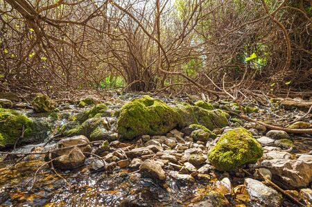 Beautiful view of vegetation and nature of Source of the Guadalhorce River near to famous "Fountain a hundred pipes". Villanueva of Trabuco. Malaga. Spain.の写真素材