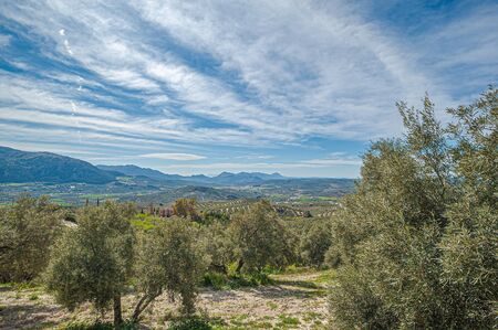 Landscape of olive trees, with mountains background.の写真素材
