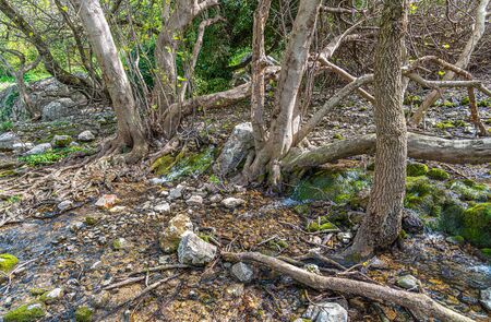 Picturesque and tipical vegetation near to "Fountain a hundred pipes" in Villanueva of Trabuco. Malaga. Spainの写真素材
