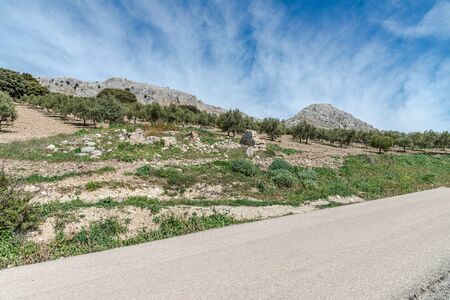 View of countryside with olive trees next to road. Villanueva of Trabuco. Malaga. Spain.の写真素材