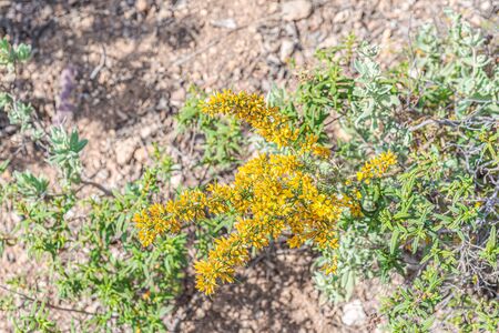 "Ulex parviflorus" yellow flower with blurring background.の写真素材