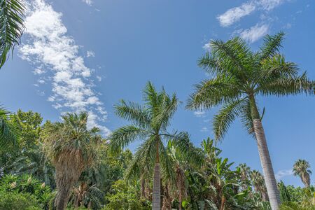 Singular view of Palm trees. Angle view from below. Blue sky clouds.の写真素材
